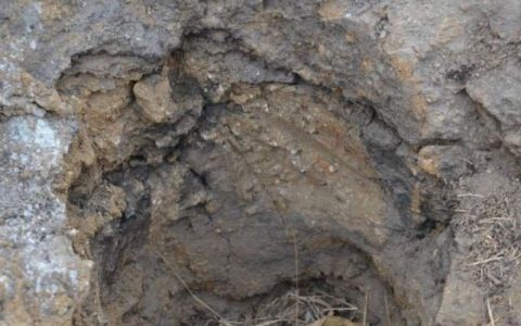 大连一家三口祭祖时坟头爆炸！还飘出一股奇异的味道