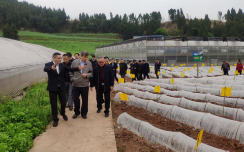 全国人大农委调研组调研四川遂宁“524红苕”核心基地