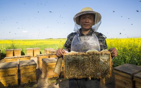 世界蜜蜂日：联合国彰显保护大自然甜蜜使者不可替代的重要作用