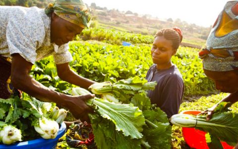 国际新闻网国际电台6月6日联合国快讯
