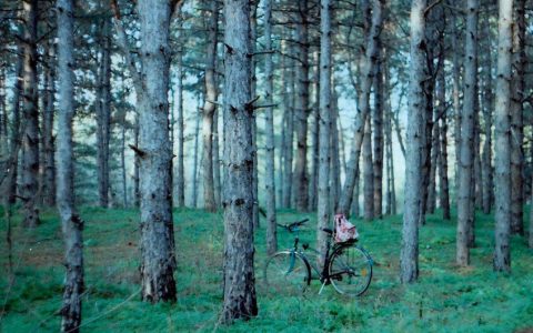 【专题报道】从虚拟树苗到真实造林：指尖上的绿色行动