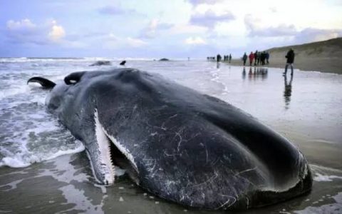 国际新闻网国际电台6月2日新闻播音