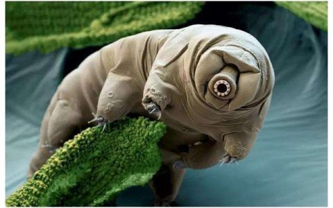 以色列登月失败，“水熊”淹没月球