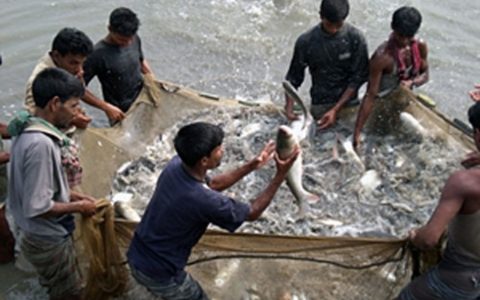 粮农组织:通过在水产养殖业推行遗传改良来改善粮食安全存在巨大潜力