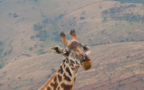 世界野生动植物大会加强国际贸易制度来应对“灭绝危机”