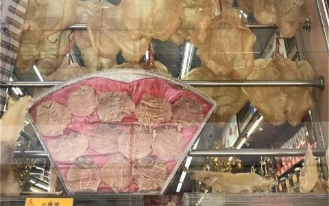 仅剩9只“海中熊猫”濒临灭绝