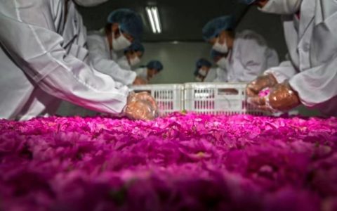 山东芳蕾集团重力开发田园综合体项目