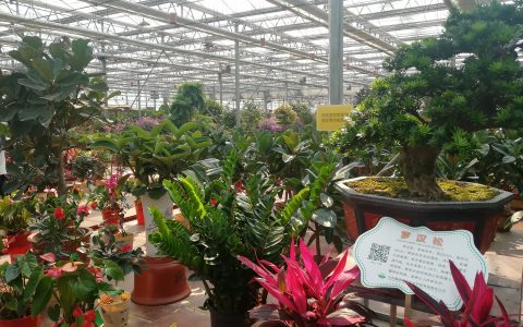 山东鑫诚农业：新技术嫁接传统农业助力农民增收