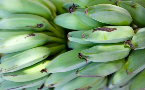 联合国粮农组织启动紧急项目对抗香蕉病