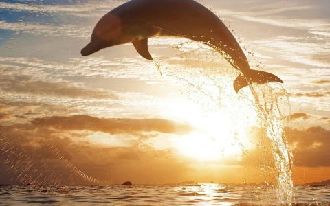 两海豚被关酒店15年终获救