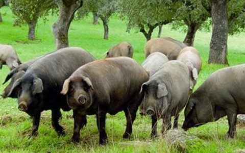 美国的猪肉为何那么便宜？