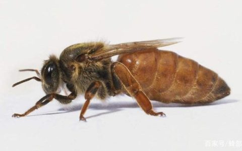 做一只蜂王有多难？蜂王死亡前工蜂做的3件事，件件狠毒