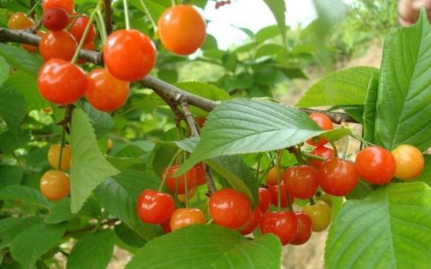 中国樱桃已经有3000年历史，为什么最后被“车厘子”弯道超车？