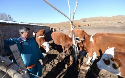 阿佈日米德孟克其木格：让党旗在草原上高高飘扬