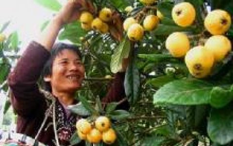 张公镇（四川仪陇县张公镇）