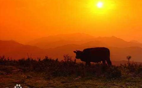 游家镇（湖南省娄底市新化县游家镇）