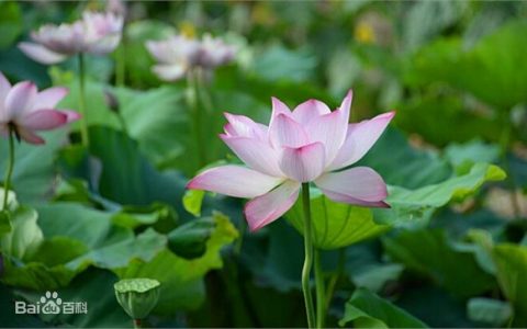 韩公渡镇（常德市鼎城区韩公渡镇）