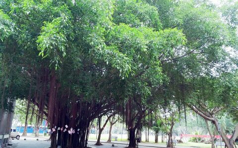 城西镇（海南省海口市龙华区）