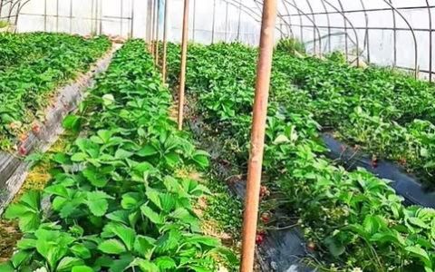 东至县张溪镇东湖村：休闲采摘开启“莓”好时光