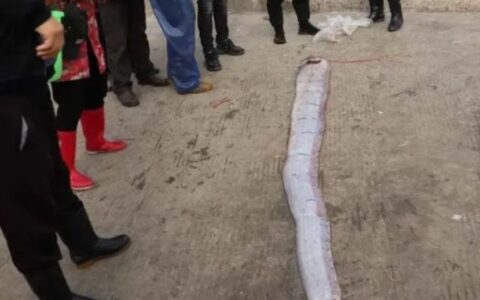 记者洪斌：浙江渔民捕到1条长3米重100多斤的皇带鱼并不大