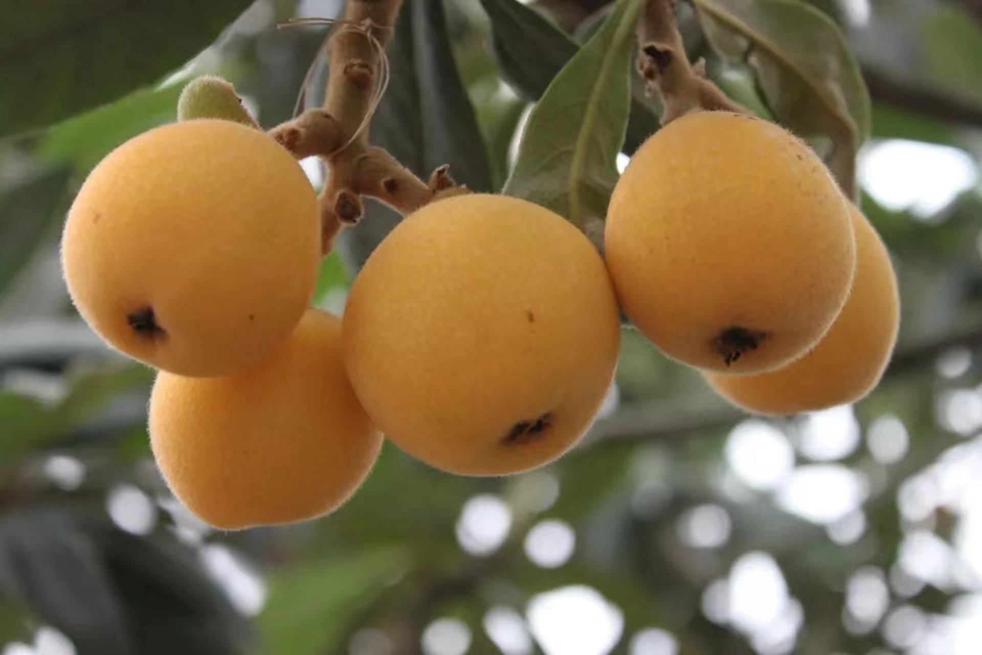 华媒记者团走进浙江：让世界透过亚运会看到杭州临平的美