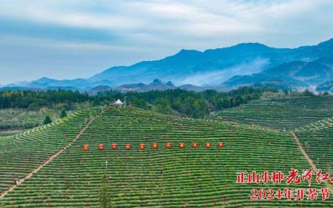 以茶为媒，共品茶香！正山小种·光泽红茶2024年开茶节举办