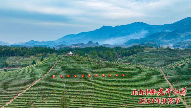 以茶为媒，共品茶香！正山小种·光泽红茶2024年开茶节举办