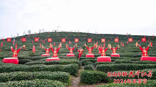 以茶为媒，共品茶香！正山小种·光泽红茶2024年开茶节举办