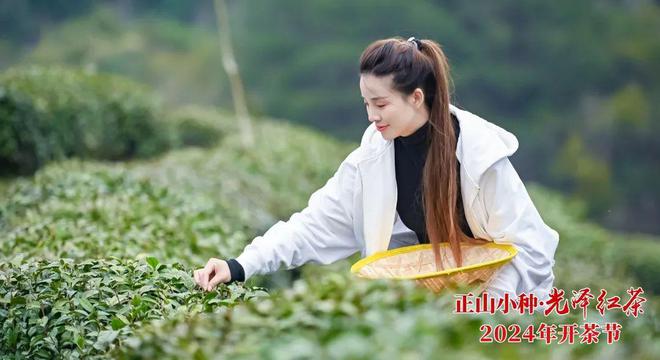 以茶为媒，共品茶香！正山小种·光泽红茶2024年开茶节举办