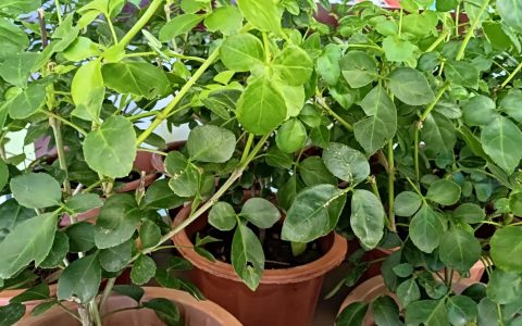 恩平一绝：簕菜甘香满侨乡