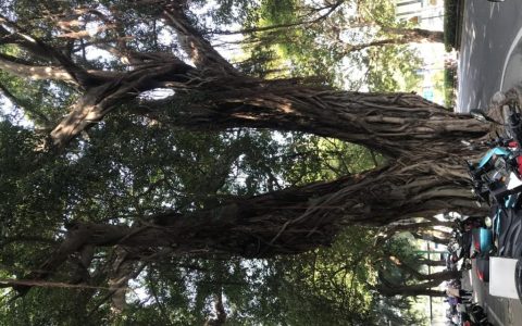 江门北街有棵“胜利树”