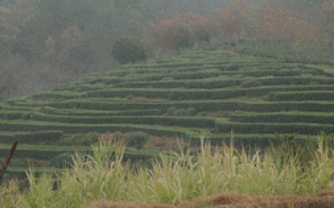 高质量发展调研行丨在浙江，感受乡村振兴的青年力量