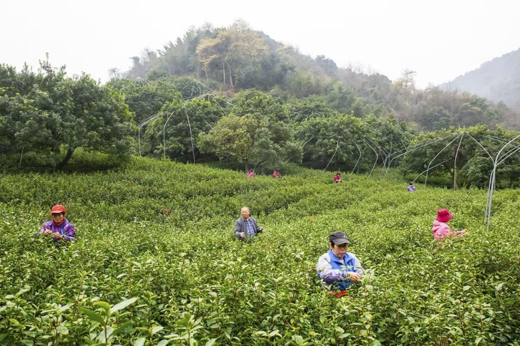 访茶农杨杰