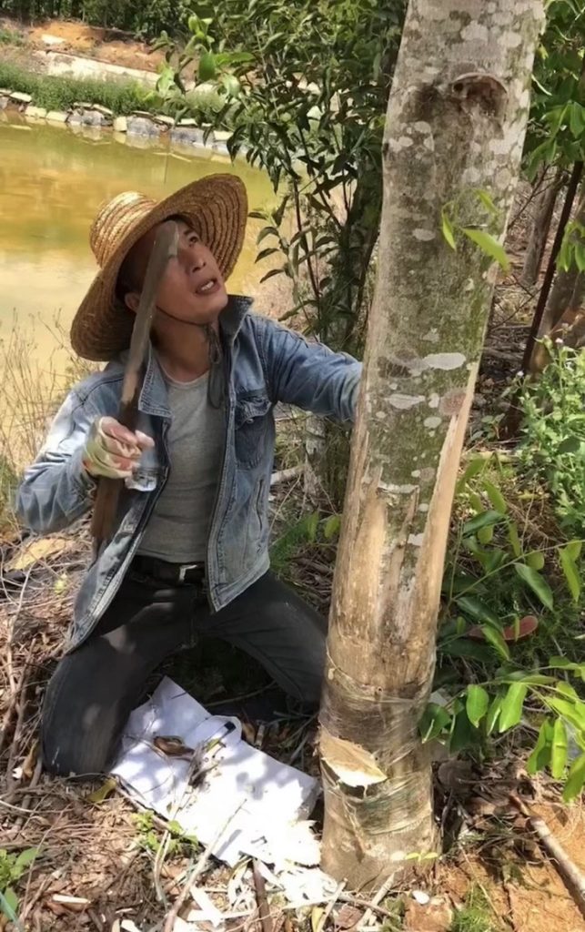 华文媒体中国沉香之乡考察行