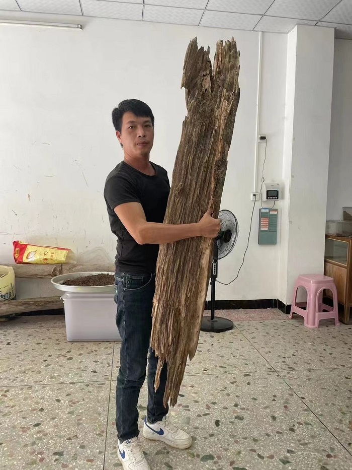 华文媒体中国沉香之乡考察行