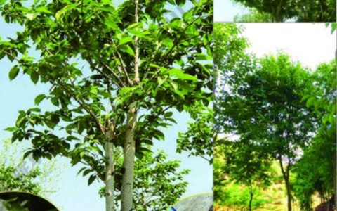 广东韶关乐昌市建成粤北最大国审杜仲良种示范基地