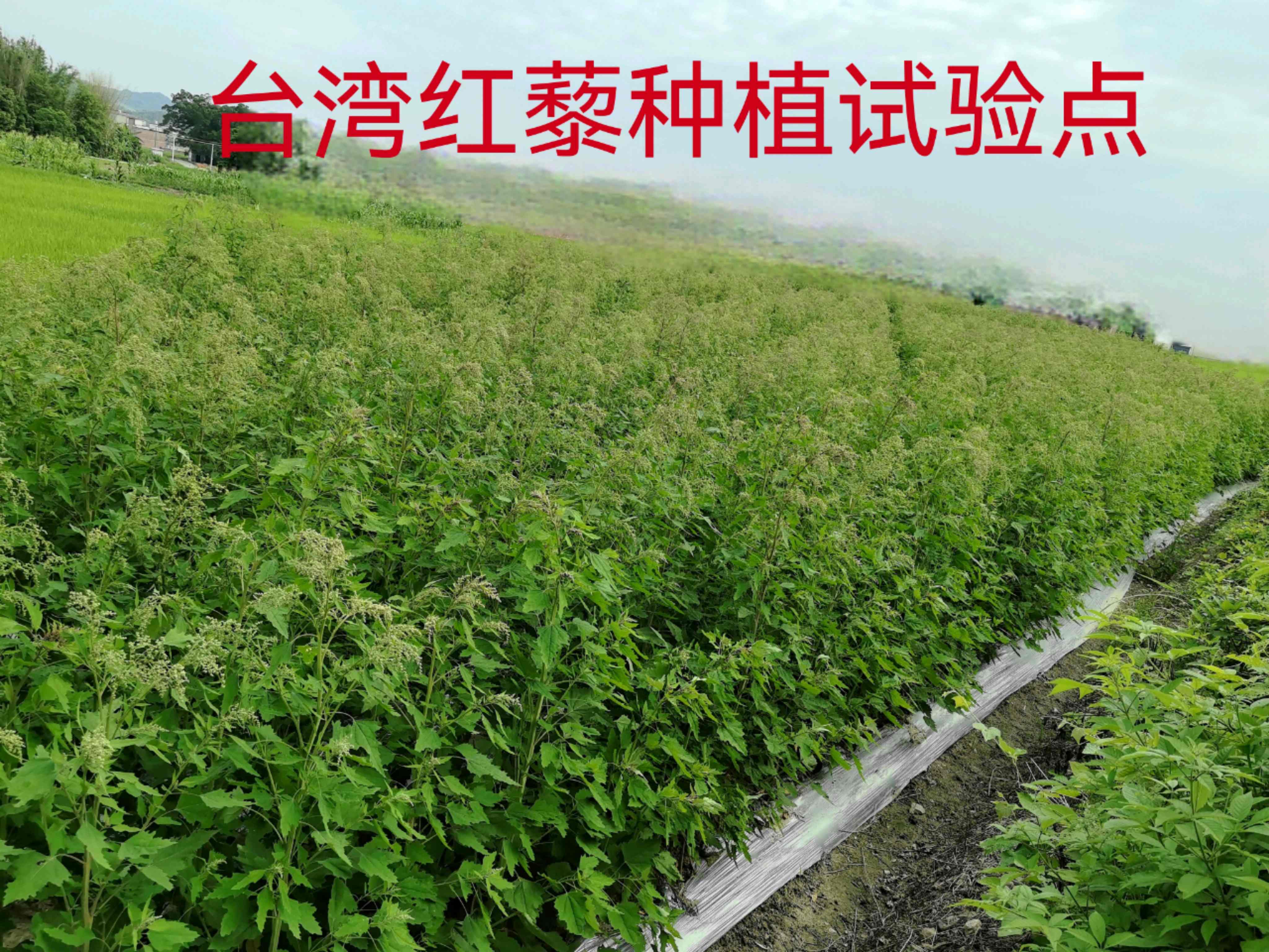 从台湾原住民“生命粮”到粤北试验田的“跨界之旅”