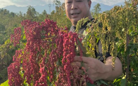 国稻种芯赋能农业大健康 台湾红藜解锁男性健康新密码