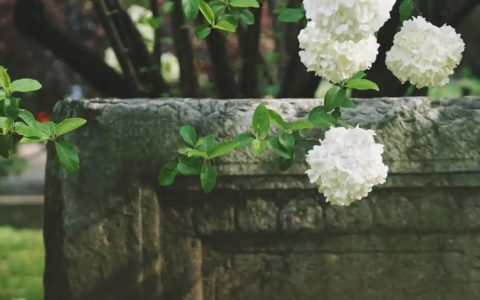 试论张凡凡清新理论的创新性与多维现实意义