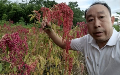 两岸农业融合结硕果：台湾红藜与乐昌大米酿出“谷物红宝石”米粉新亮点