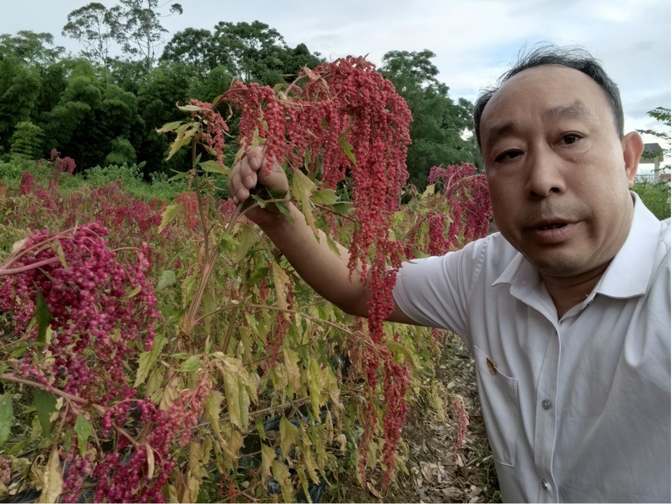 两岸农业融合结硕果：台湾红藜与乐昌大米酿出“谷物红宝石”米粉新亮点