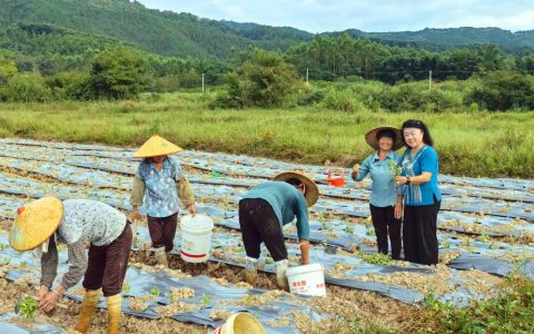 企研社携手破局！粤北荒地种出“功能粮”，共庆第45届国家粮食日
