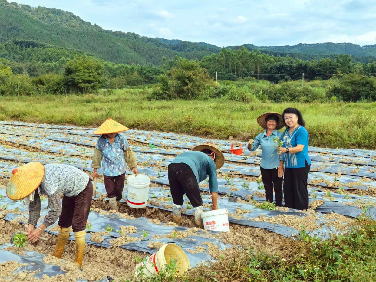 企研社携手破局！粤北荒地种出“功能粮”，共庆第45届国家粮食日