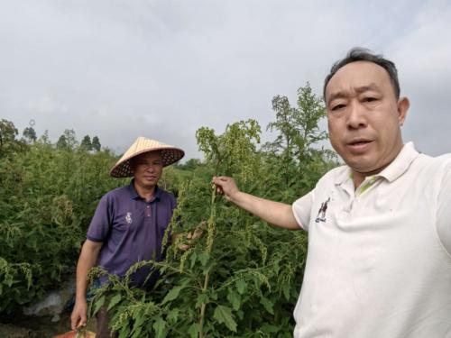 企研社携手破局！粤北荒地种出“功能粮”，共庆第45届国家粮食日