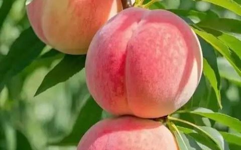 武子的诗——那颗熟透了的桃子