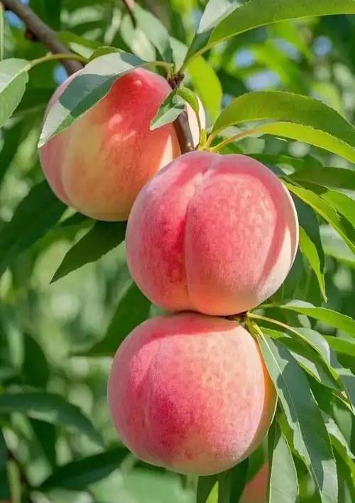 武子的诗——那颗熟透了的桃子