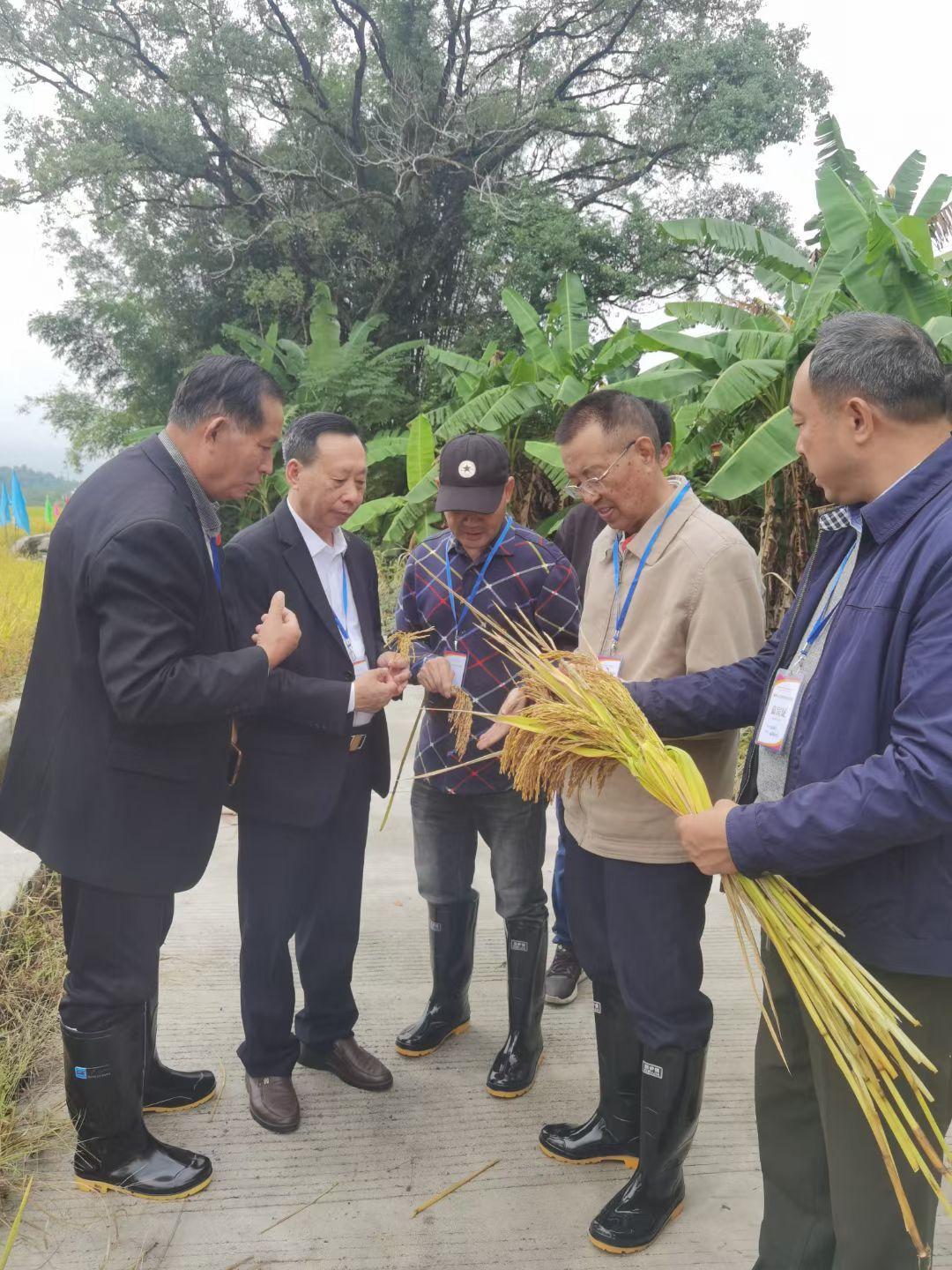 千年古村育佳稻 邓泗洲品牌稻米获评“2025中国最美县域指定大米”