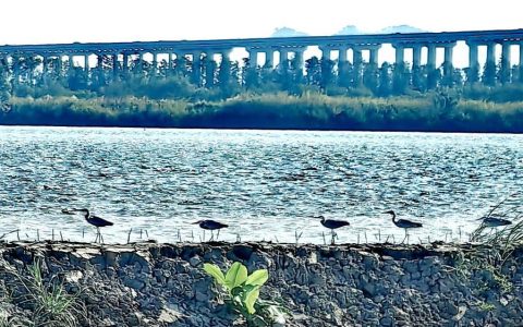 「图说侨乡」新会醉美：沙仔岛的歌声