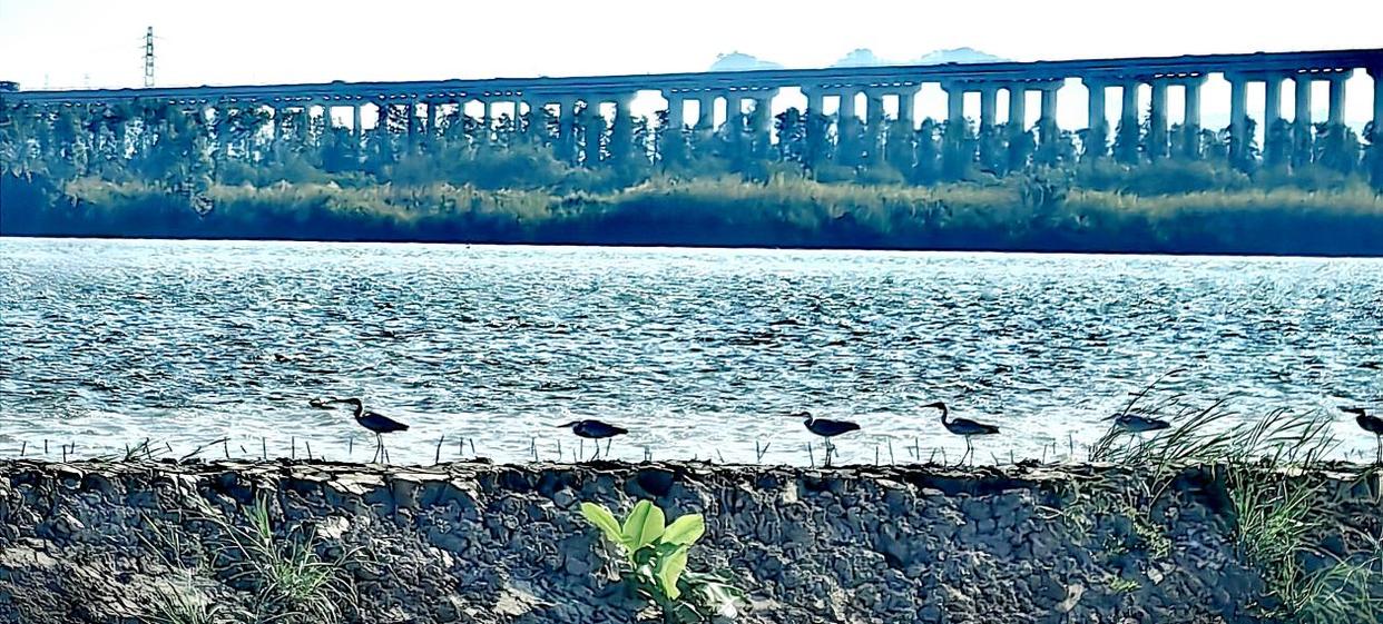 「图说侨乡」新会醉美:沙仔岛的歌声