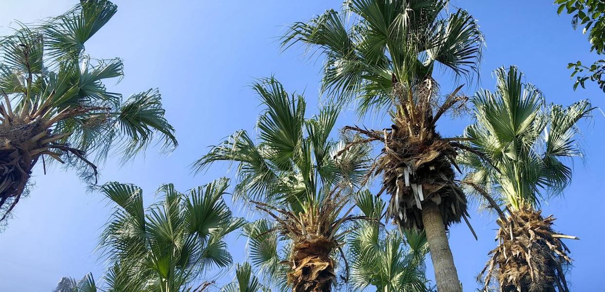 「图说侨乡」新会醉美:沙仔岛的歌声